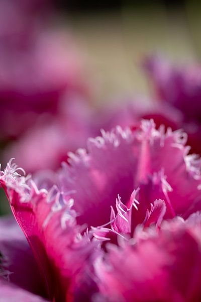 Pink tulip by Renate Pit - du Pont