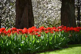Des tulipes en fleur sous les arbres sur Claude Laprise