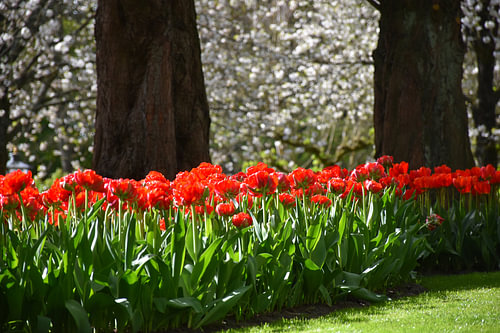 Tulpen in bloei onder de bomen