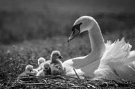 Mute swan with chicks by Jaap Terpstra thumbnail