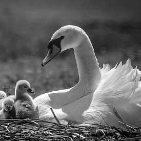 Mute swan with chicks by Jaap Terpstra