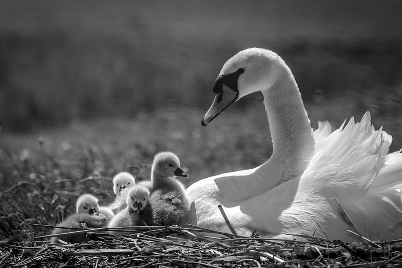 Mute swan with chicks by Jaap Terpstra