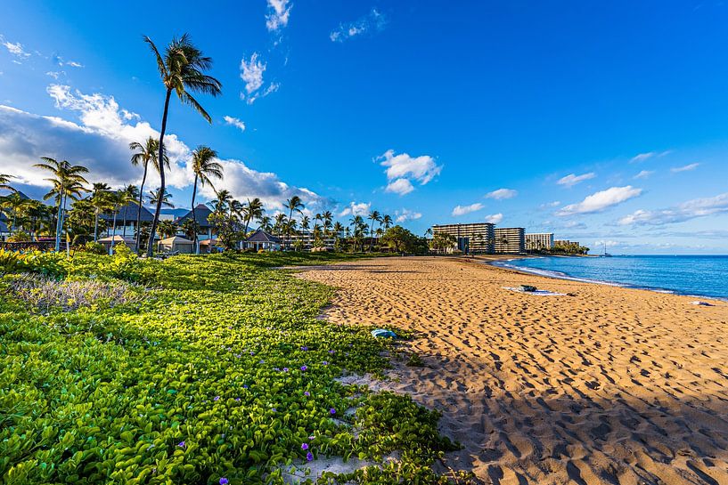 Hawaii by Hello Pompoyo