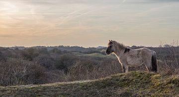 Konikpaard op een duintop by Marcel Klootwijk