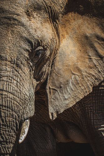 The face of the wild