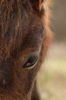 Close-up of wild horse