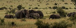 A herd of elephants in Kruger by Ian Schepers