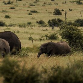A herd of elephants in Kruger by Ian Schepers
