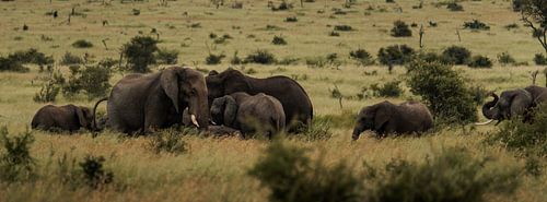 A herd of elephants in Kruger