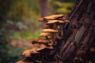 Autumn by Lilian van der Linden