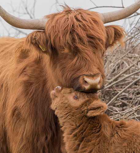 Scottish Highlander with calf
