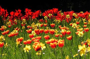Prairies de tulipes sur Renate Knapp