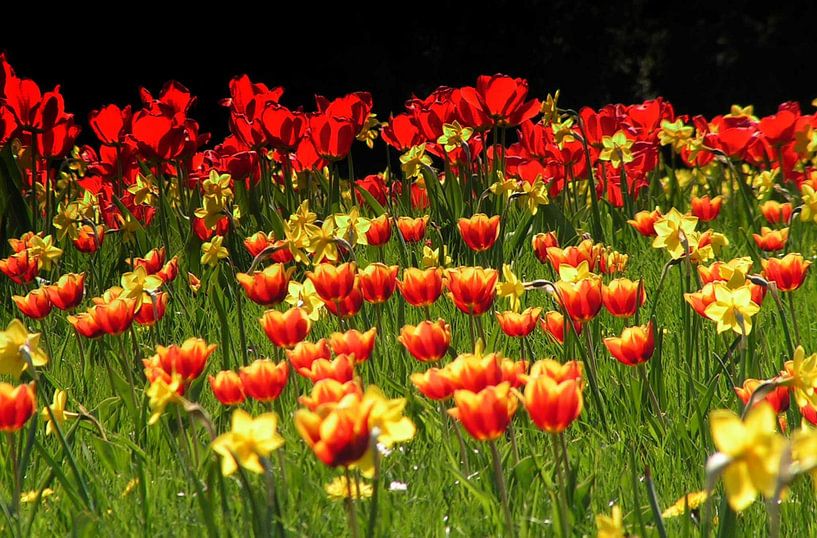 Tulpenweiden van Renate Knapp