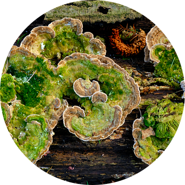 Herfst, paddenstoelen van Eugenio Eijck