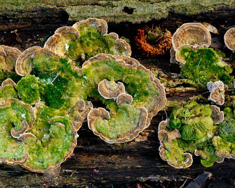 Autumn, mushrooms by Eugenio Eijck