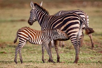 zuigend zebra kind van Peter Michel