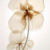 Transparente Blumen von Bert Nijholt