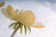 Winterling in kristallklarem Eis 3 von Marc Heiligenstein Miniaturansicht