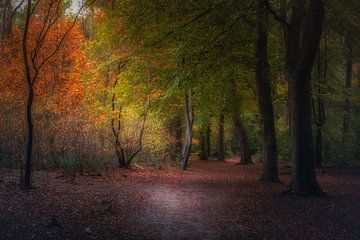 Herfstkleuren in het Loonsche land van Erwin Stevens