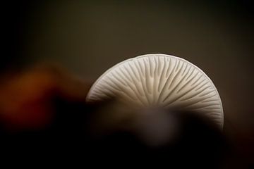 Champignon de porcelaine dans l'éclat de l'automne