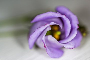 Liggende paarse bloem op tafel van Eveline Eijlander