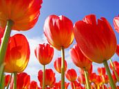 Rode tulpen van Dirk van Egmond thumbnail