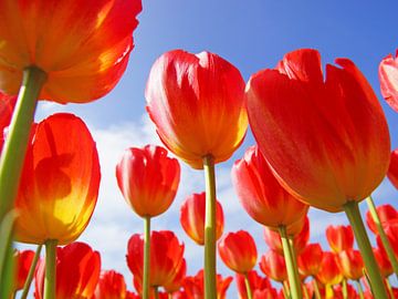 Rote Tulpen aus Holland von Dirk van Egmond