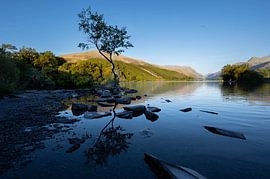 Arbre solitaire sur Hans Vellekoop