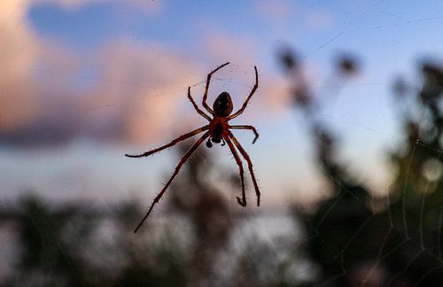 Spider in web at sunset
