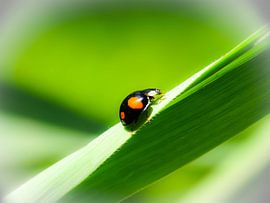 Walking on sunshine. sur paula Klaasen