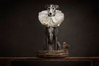 Royal dog