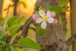 Blüte von Moetwil en van Dijk - Fotografie