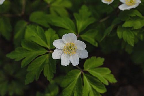One of the first signs of spring is the wood anemone