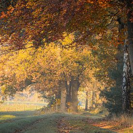 Herbst! Die schönste Jahreszeit im Wald von Marloes ten Brinke