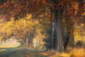 Herfst! Het mooiste seizoen in het bos