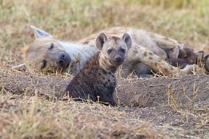 Junge Hyäne am Bau von Angelika Stern