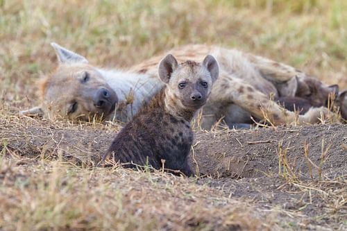Jonge hyena op een bouwplaats