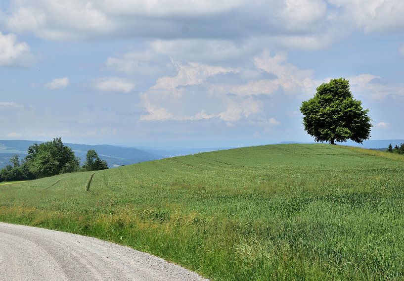 Lonely tree on the mountain by Denise van Gerven