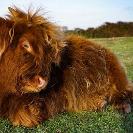 Veau écossais Highlander sur Amber van der Velden