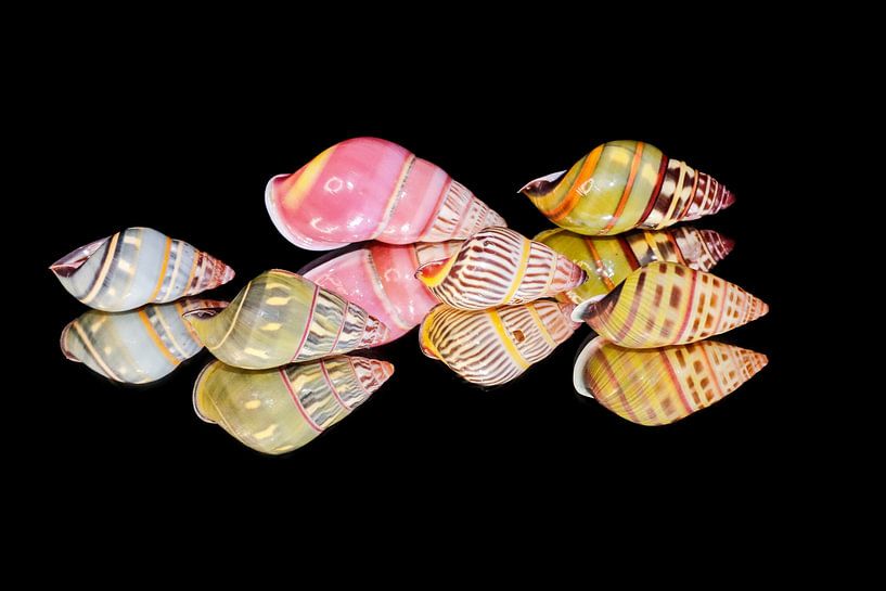 Land snails from Indonesia by Shell photography