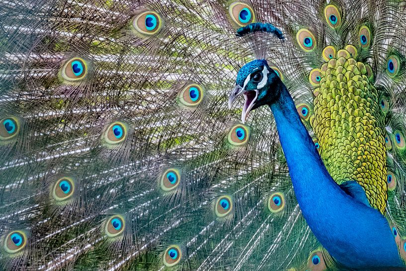 Pfau von Pierre Verhoeven