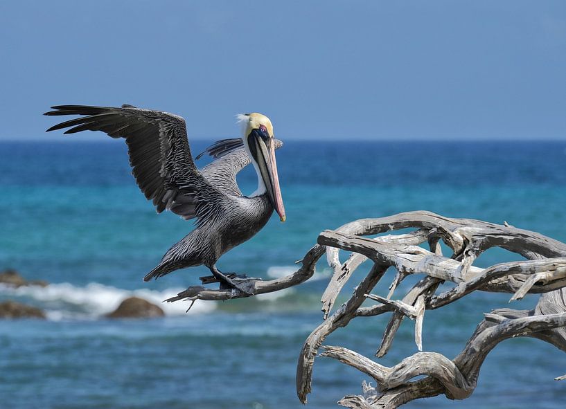 Pelikan auf Aruba von John Dekker
