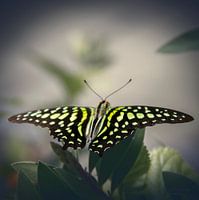 Vlinder: Graphium Agamemnon