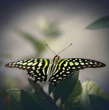 Butterfly: Graphium Agamemnon