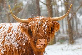 Portrait d'une vache écossaise des Highlands dans la neige sur Sjoerd van der Wal Photographie
