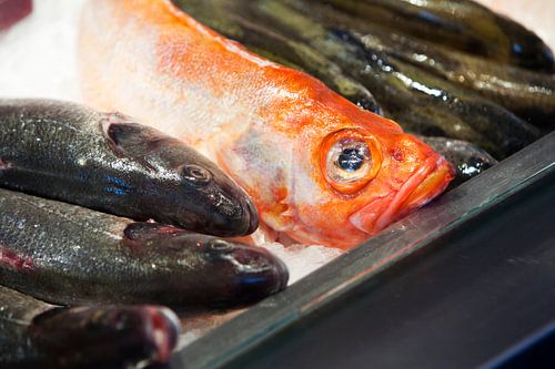 Droevig kijkende vis op de markt