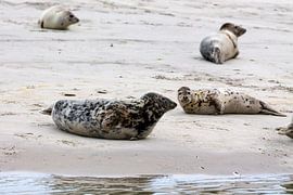 Seals and grey seals by Dirk Rüter