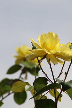 Gele roos voor lichtgrijze lucht van Monica de Roo-Peeters