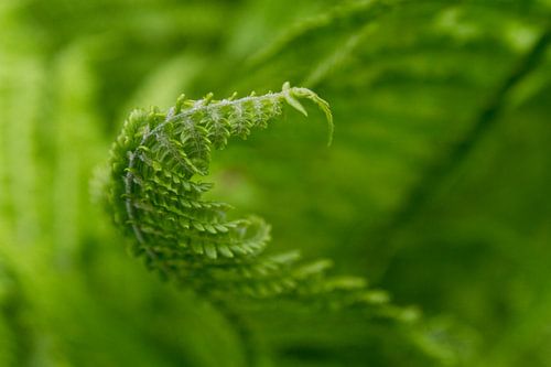 Cup fern budding
