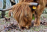 Schotse hooglander een echte grazer. van Ton Tolboom thumbnail